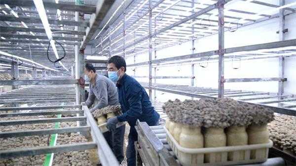 改良技術(shù)，提高品質(zhì)，菌菇出口量提高20%